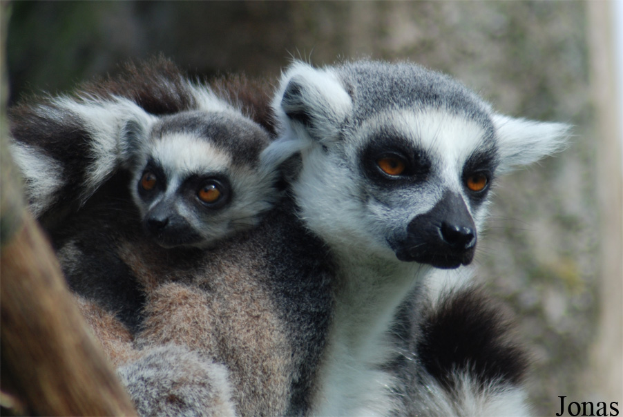 Lemur catta