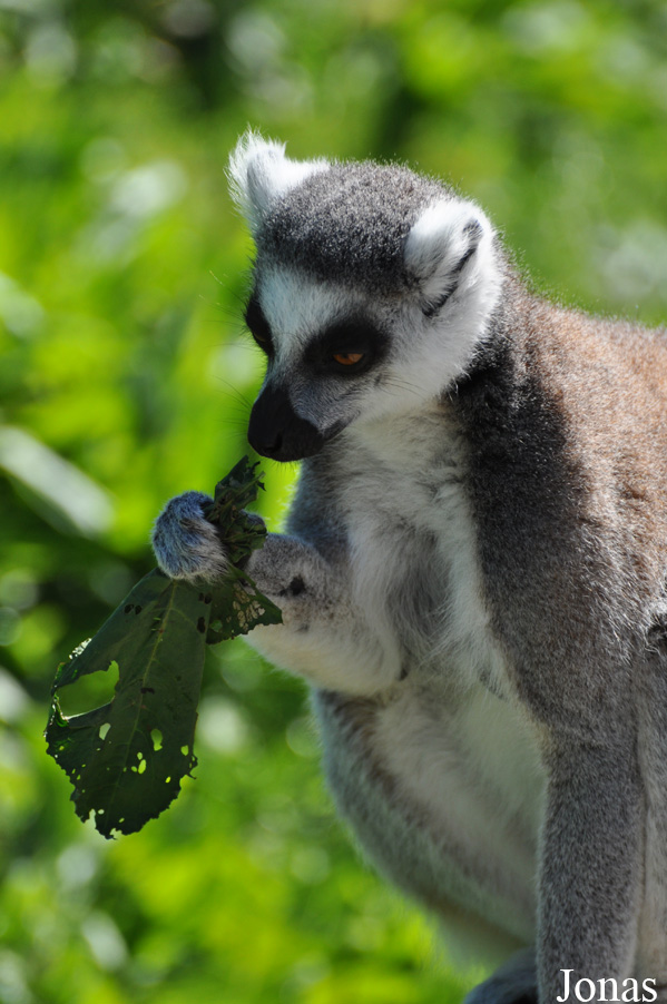 Lemur catta