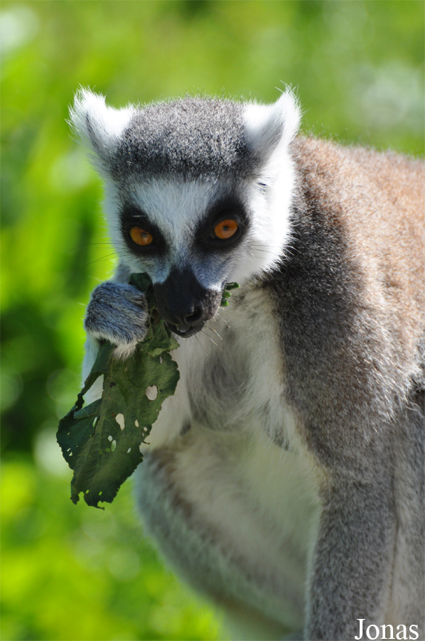 Lemur catta