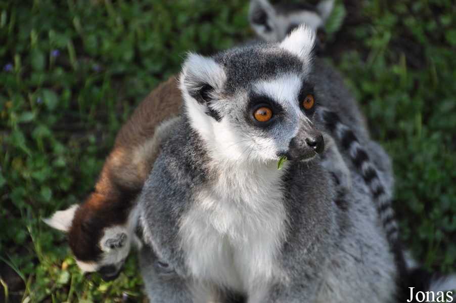 Lemur catta