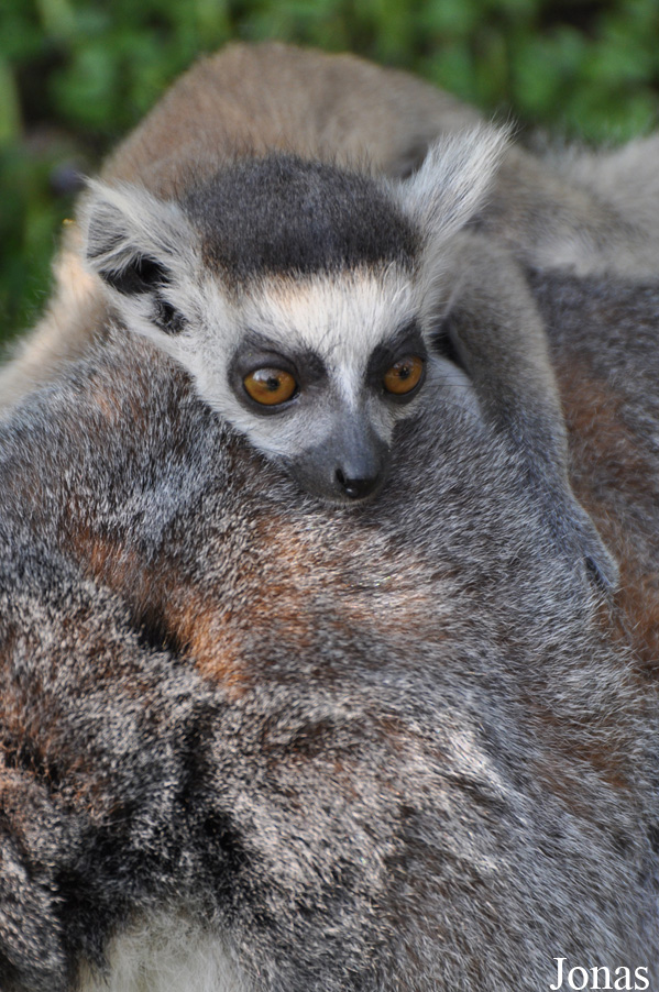 Lemur catta