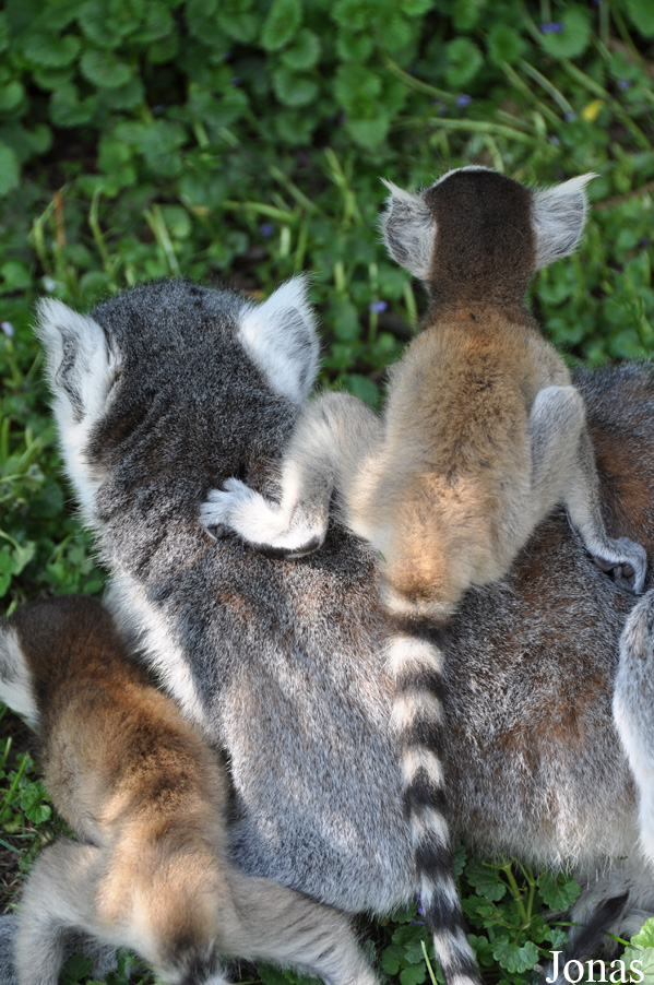 Lemur catta