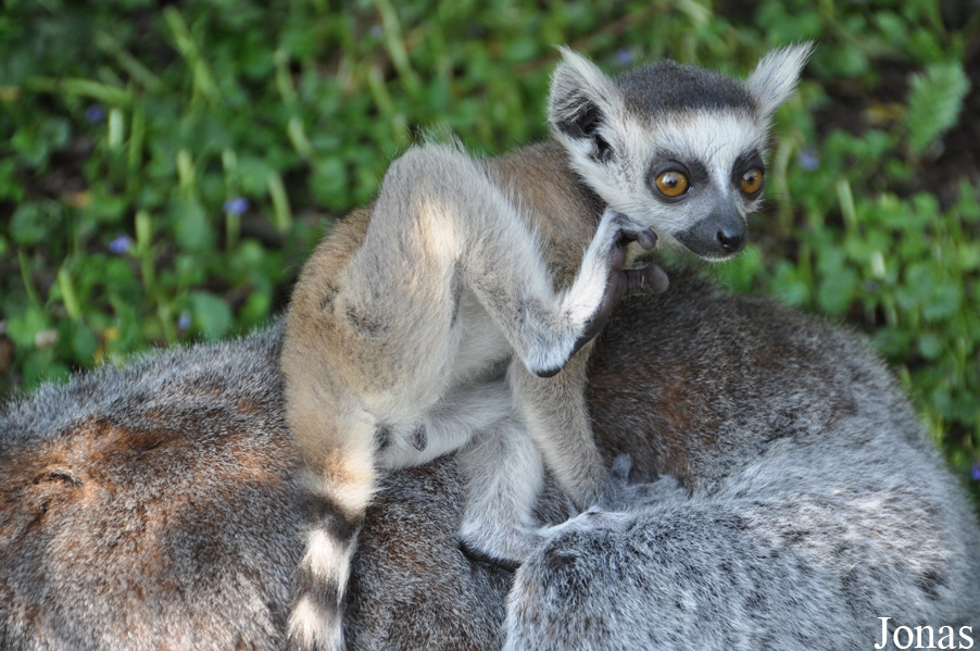 Lemur catta