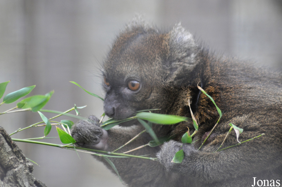 Prolemur simus