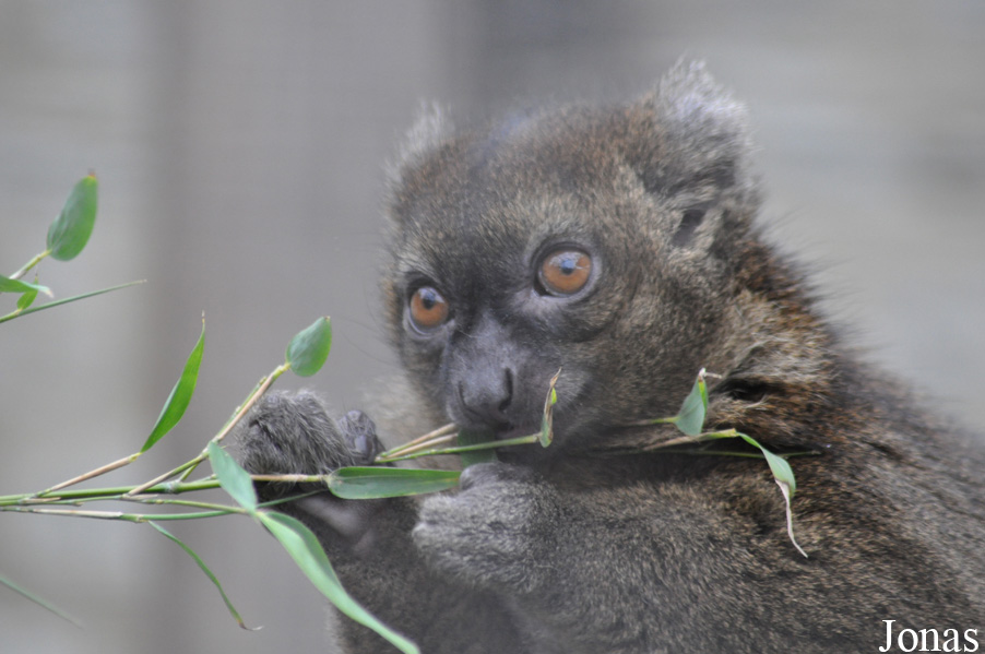 Prolemur simus
