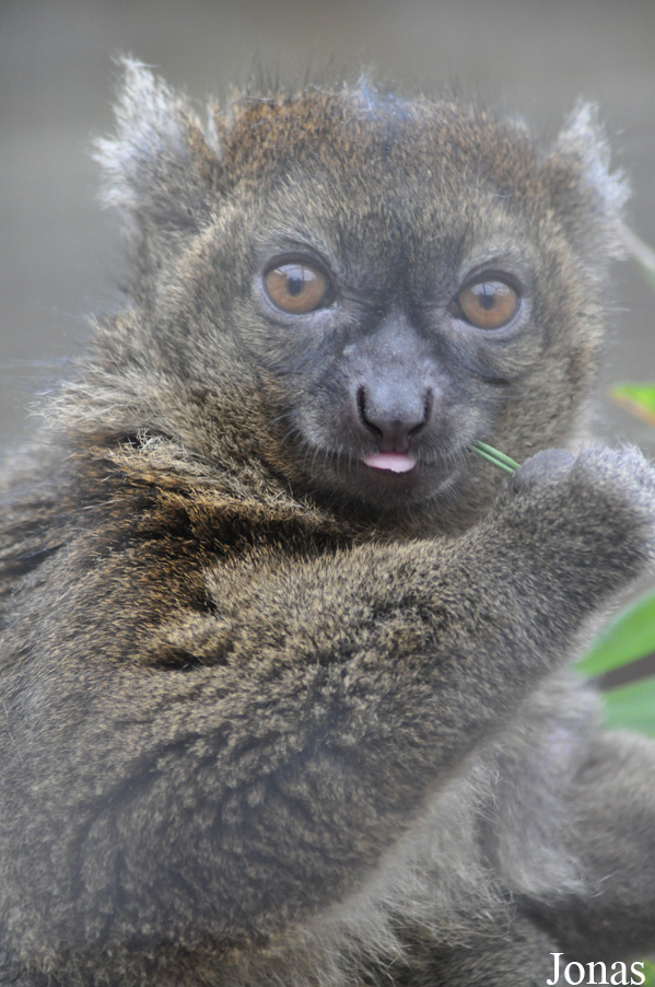 Prolemur simus