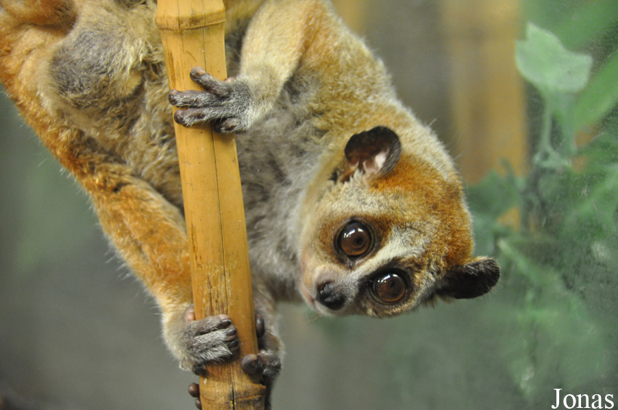 Nycticebus pygmaeus