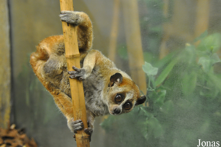 Nycticebus pygmaeus