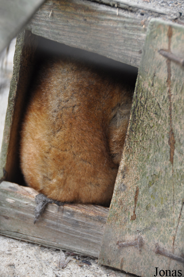 Perodicticus potto