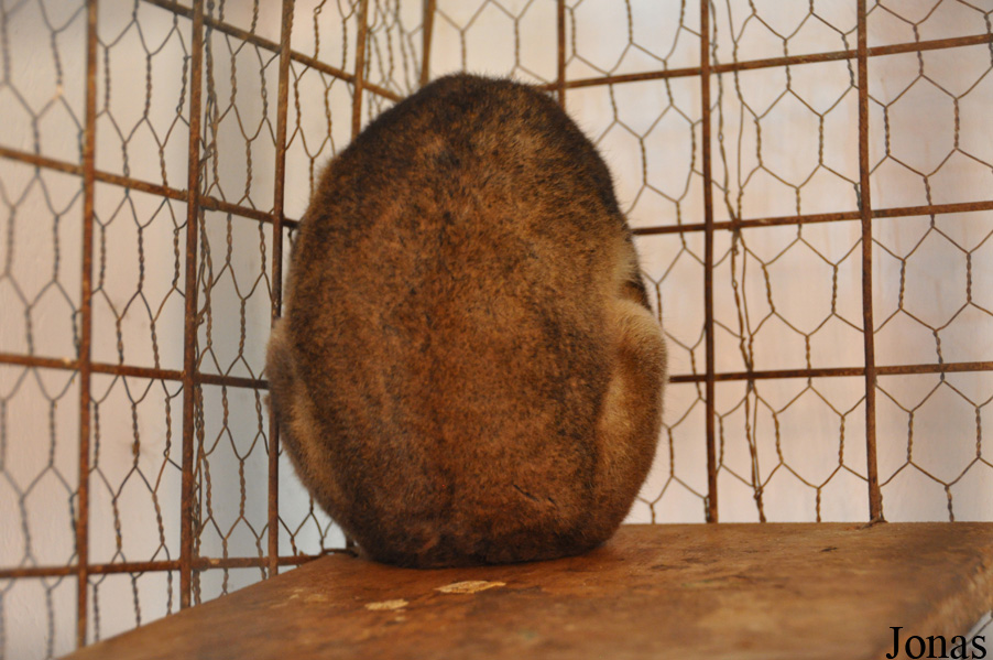 Perodicticus potto