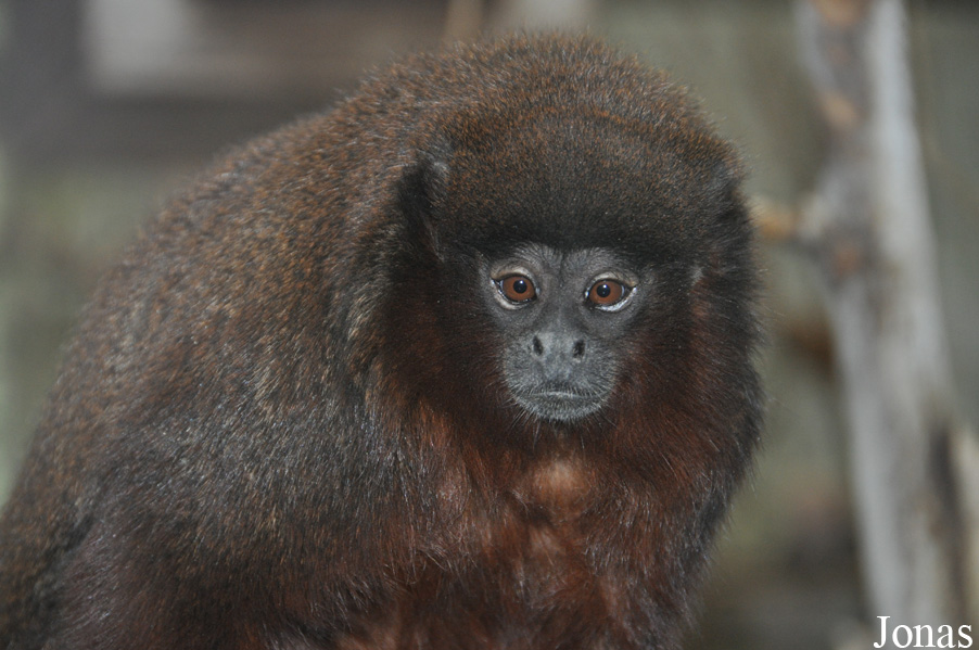 Callicebus cupreus