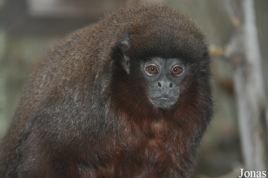 Callicebus cupreus