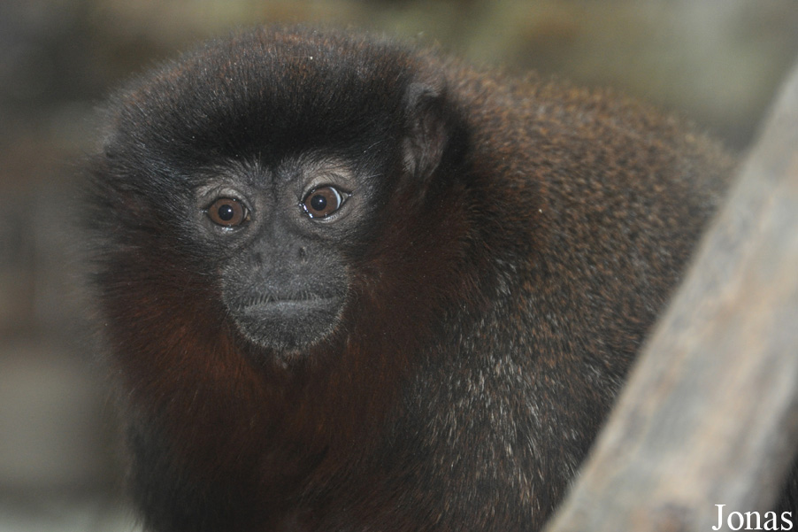 Callicebus cupreus