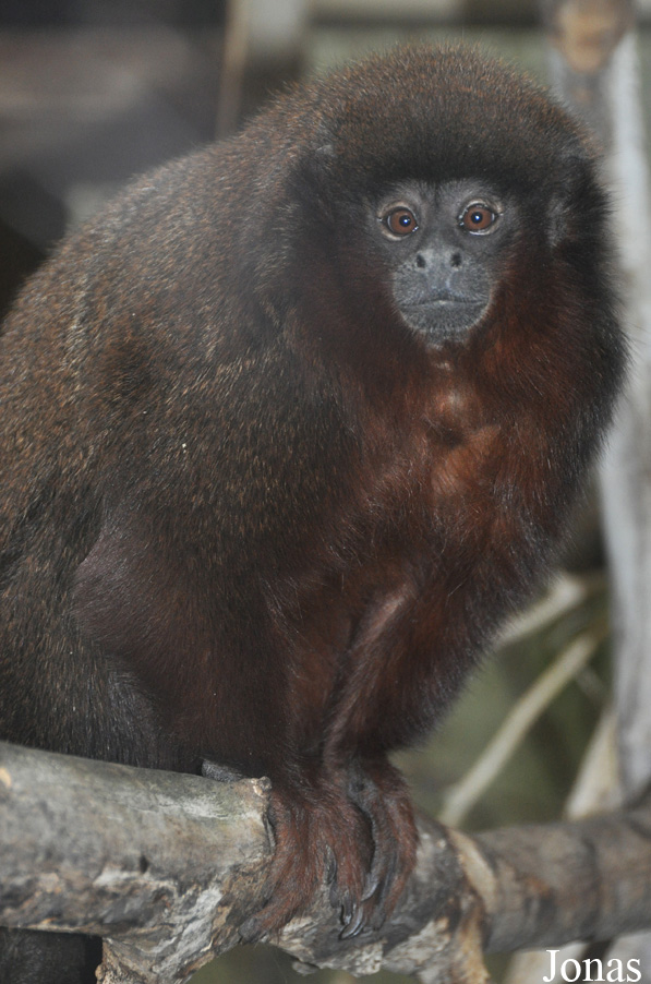 Callicebus cupreus