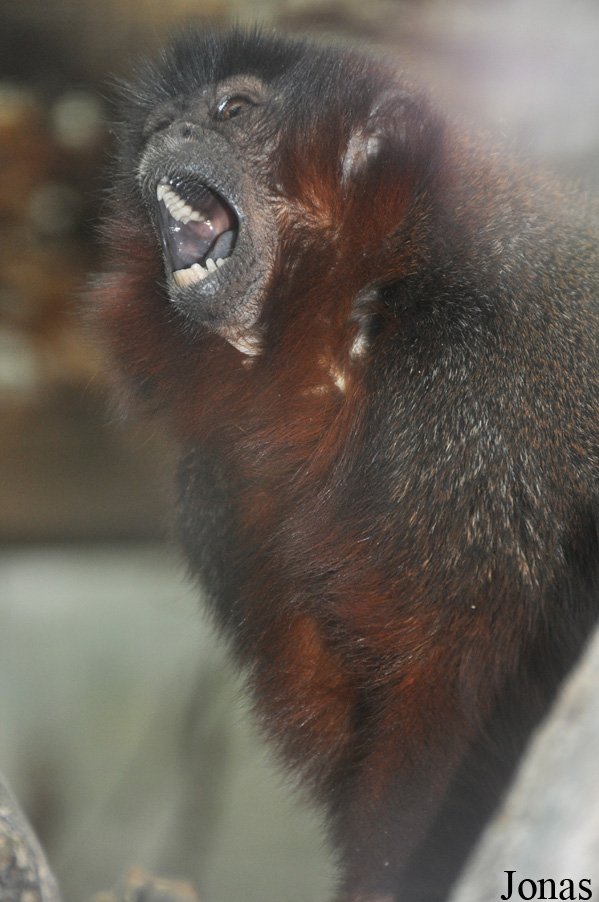 Callicebus cupreus