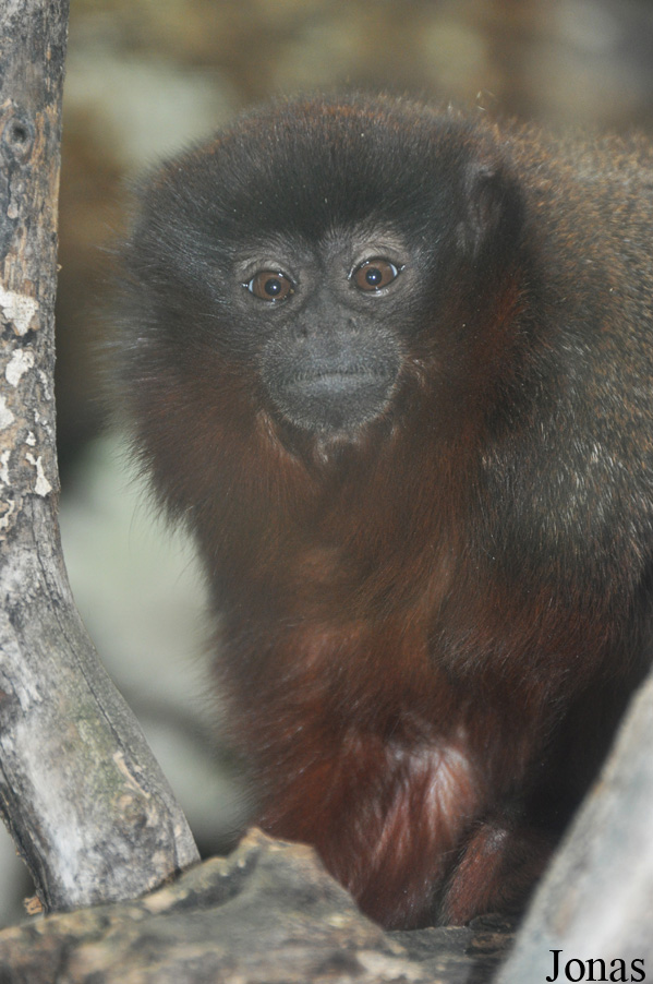 Callicebus cupreus