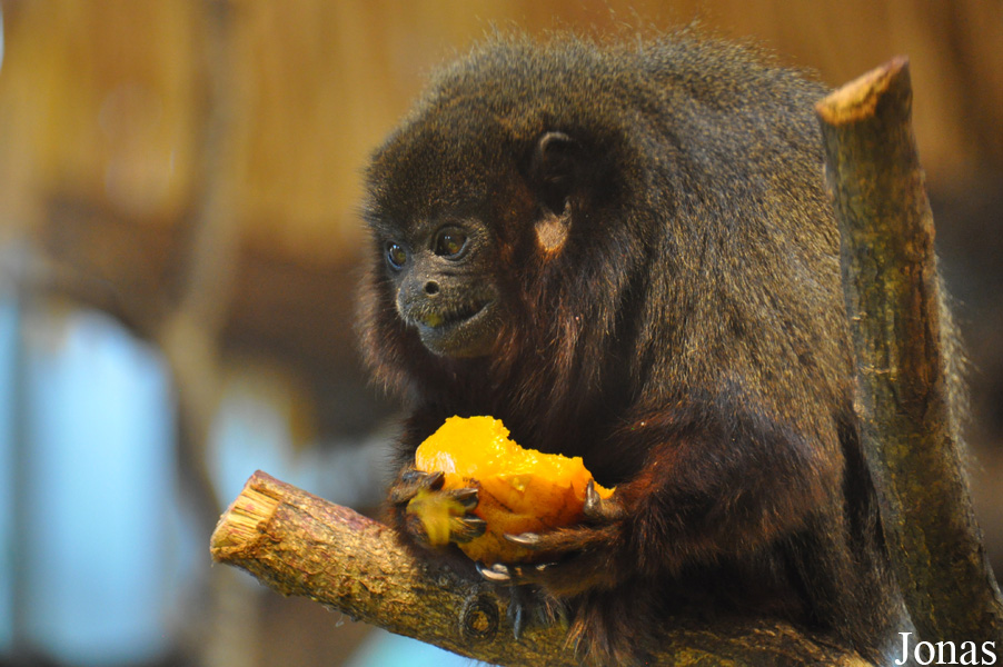 Callicebus cupreus
