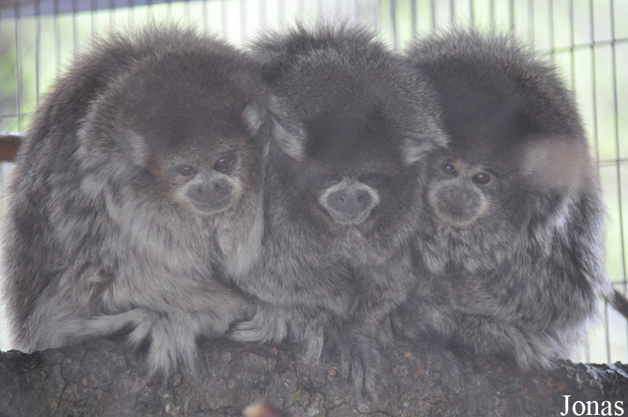 Callicebus donacophilus