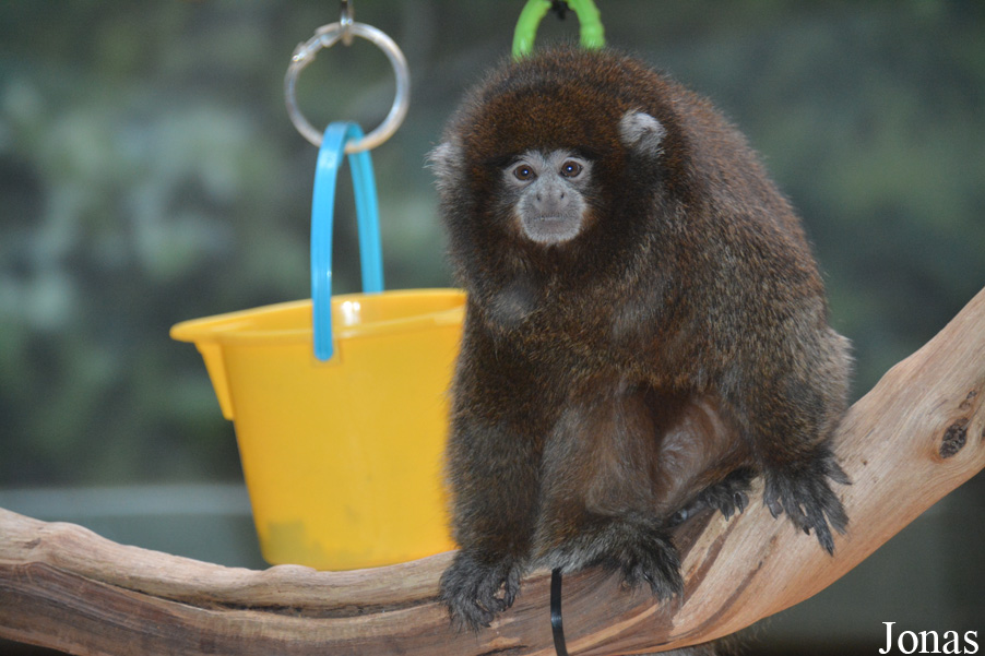 Callicebus donacophilus