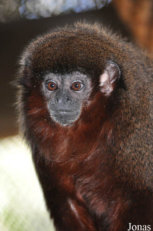 Callicebus moloch