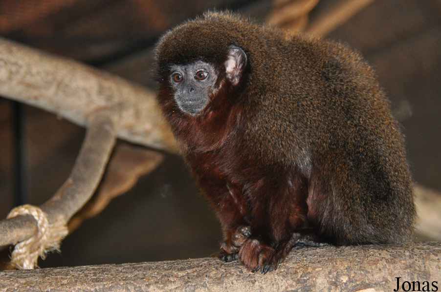Callicebus moloch