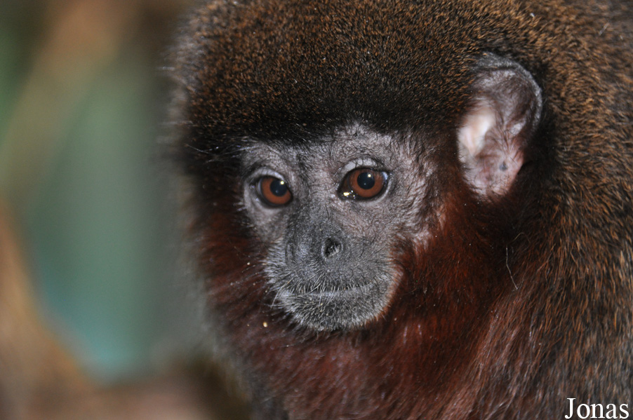 Callicebus moloch