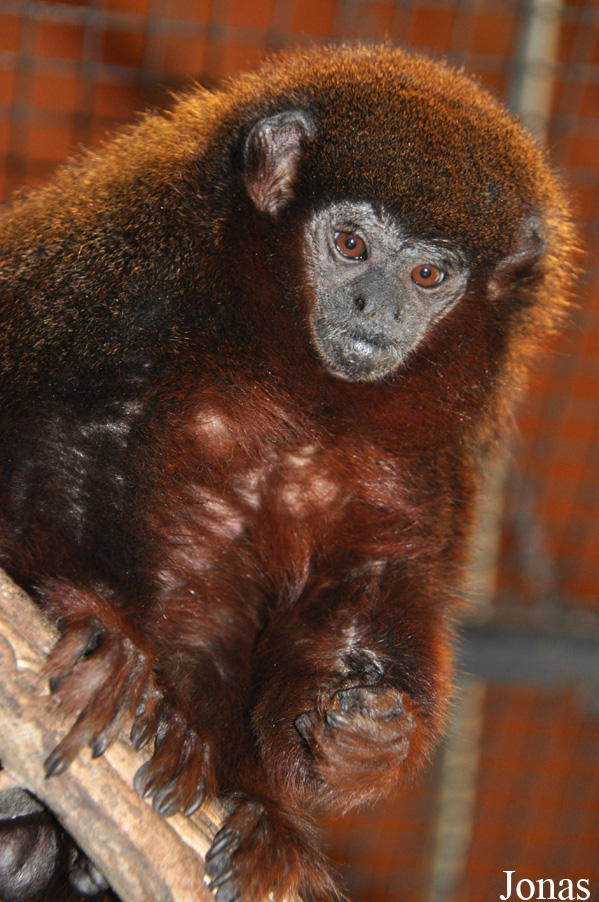 Callicebus moloch