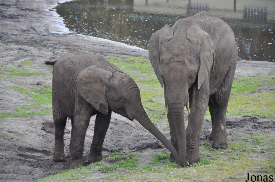 Loxodonta africana