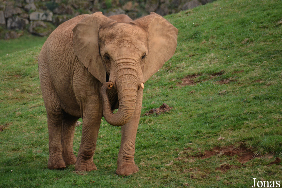 Loxodonta africana