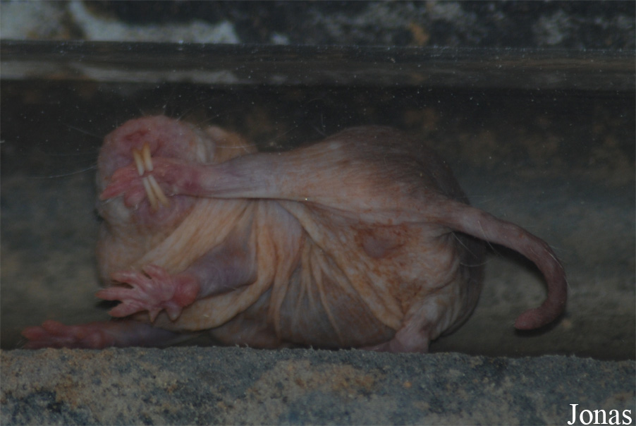 Heterocephalus glaber