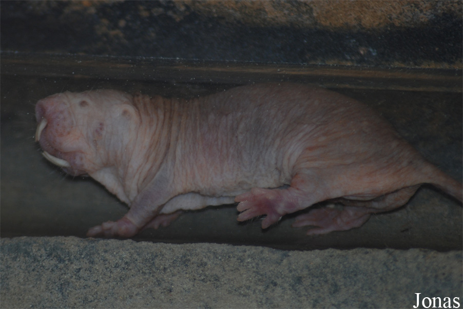 Heterocephalus glaber