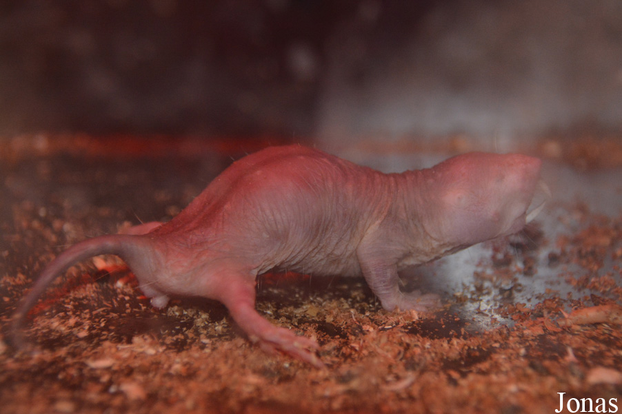 Heterocephalus glaber