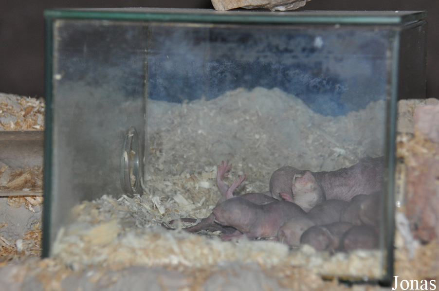 Heterocephalus glaber