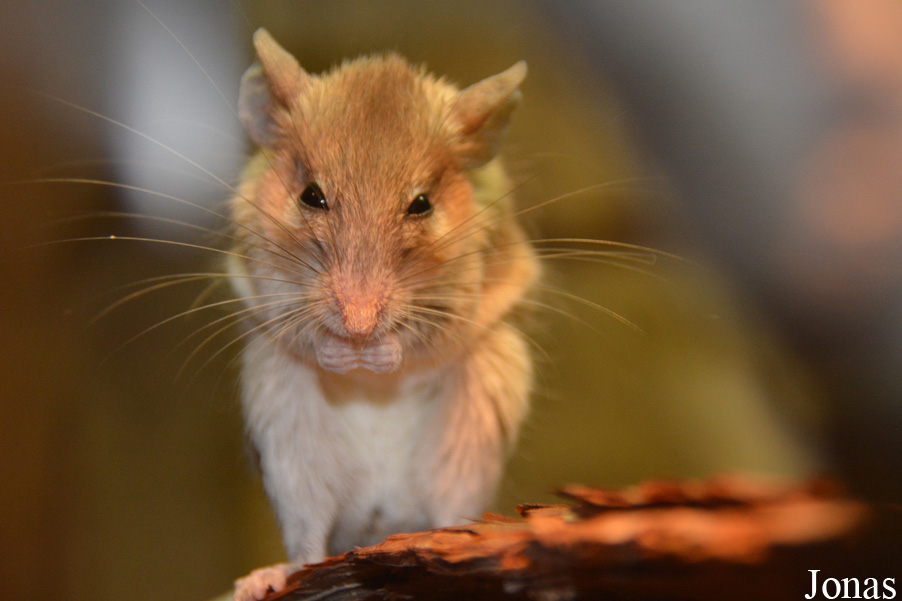 Calomyscus mystax