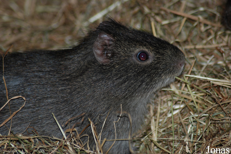 Cavia aperea