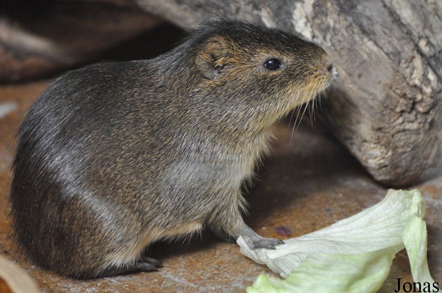 Cavia magna