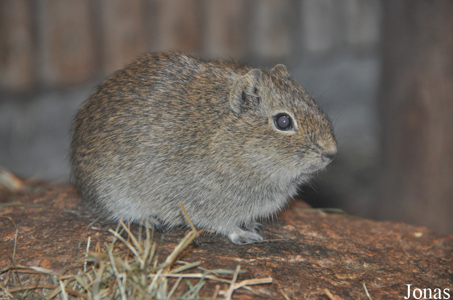 Galea monasteriensis