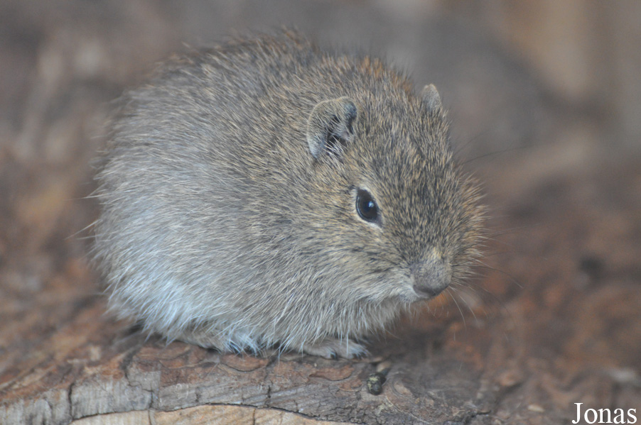 Galea monasteriensis