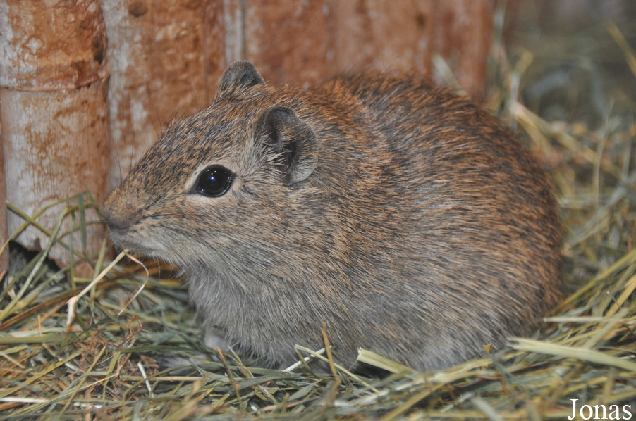 Galea monasteriensis
