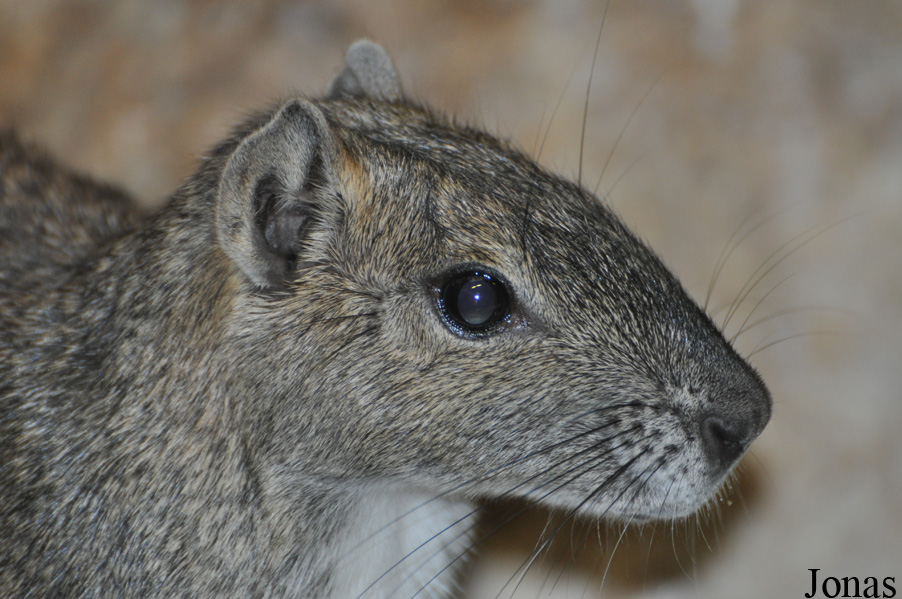 Kerodon rupestris