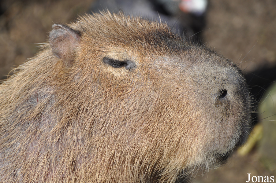 Hydrochoerus hydrochaeris
