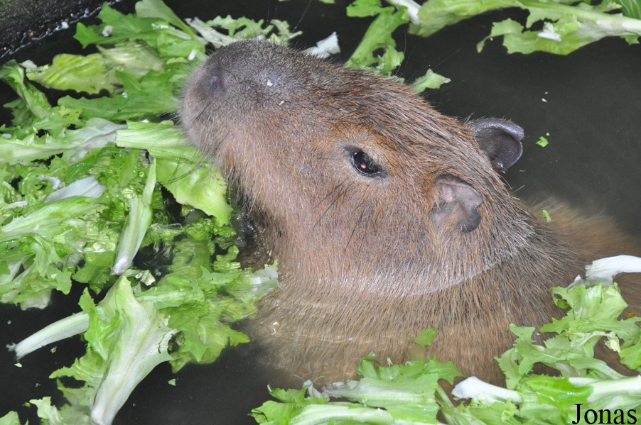 Hydrochoerus hydrochaeris