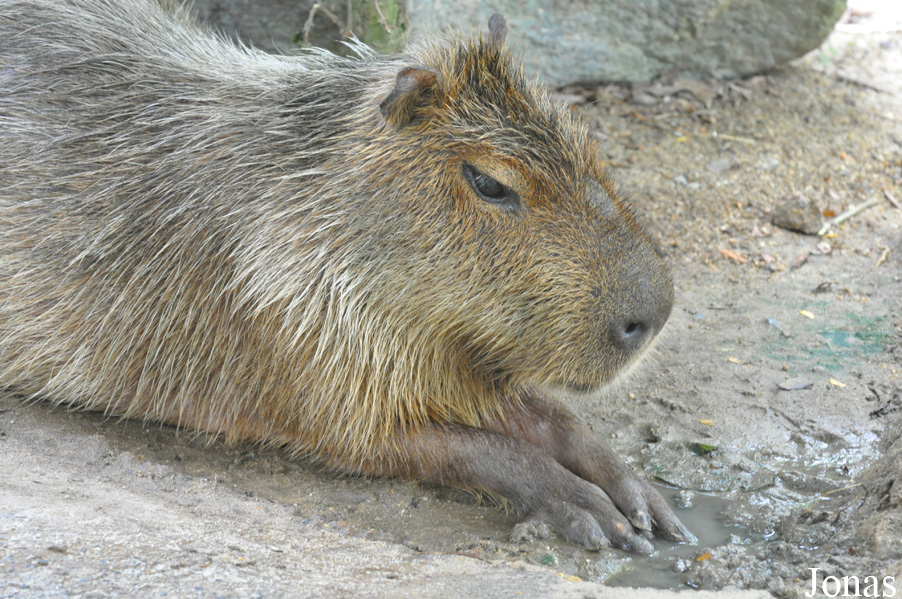 Hydrochoerus hydrochaeris