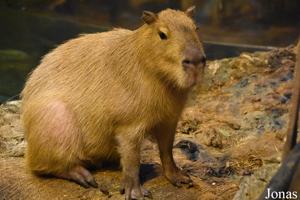 Hydrochoerus hydrochaeris