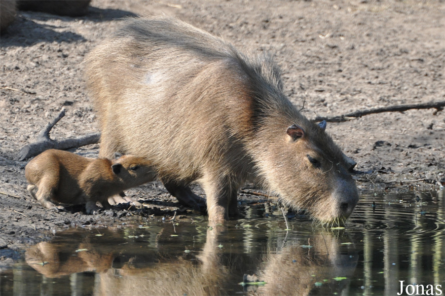 Hydrochoerus hydrochaeris