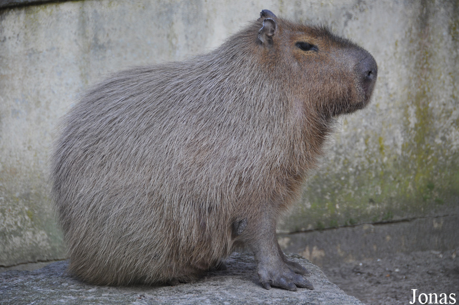 Hydrochoerus hydrochaeris