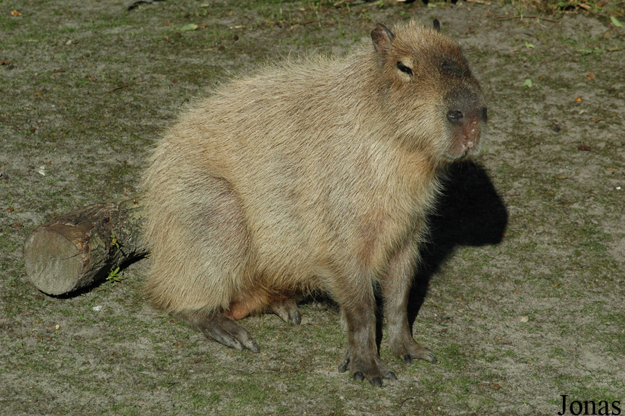 Hydrochoerus hydrochaeris