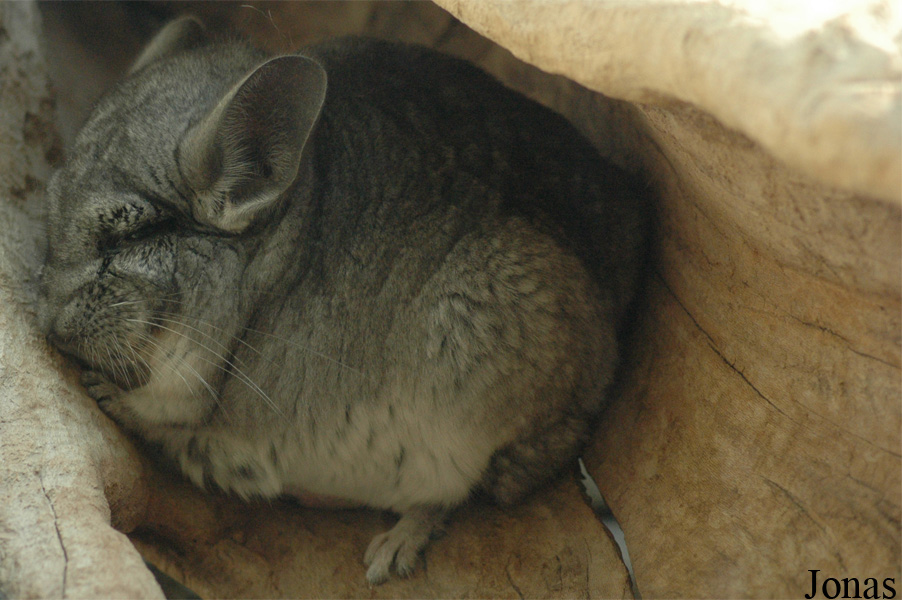 Chinchilla lanigera