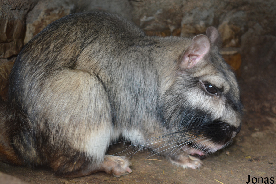 Lagostomus maximus