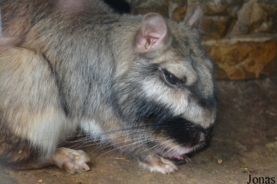 Lagostomus maximus